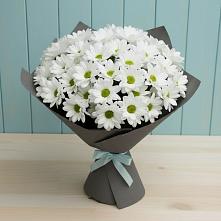 Букет цветов из:  Хризантемы #REPLACE_PRED# Порхове