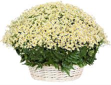Цветочная композиция из Ромашки в корзине #REPLACE_PRED# Порхове